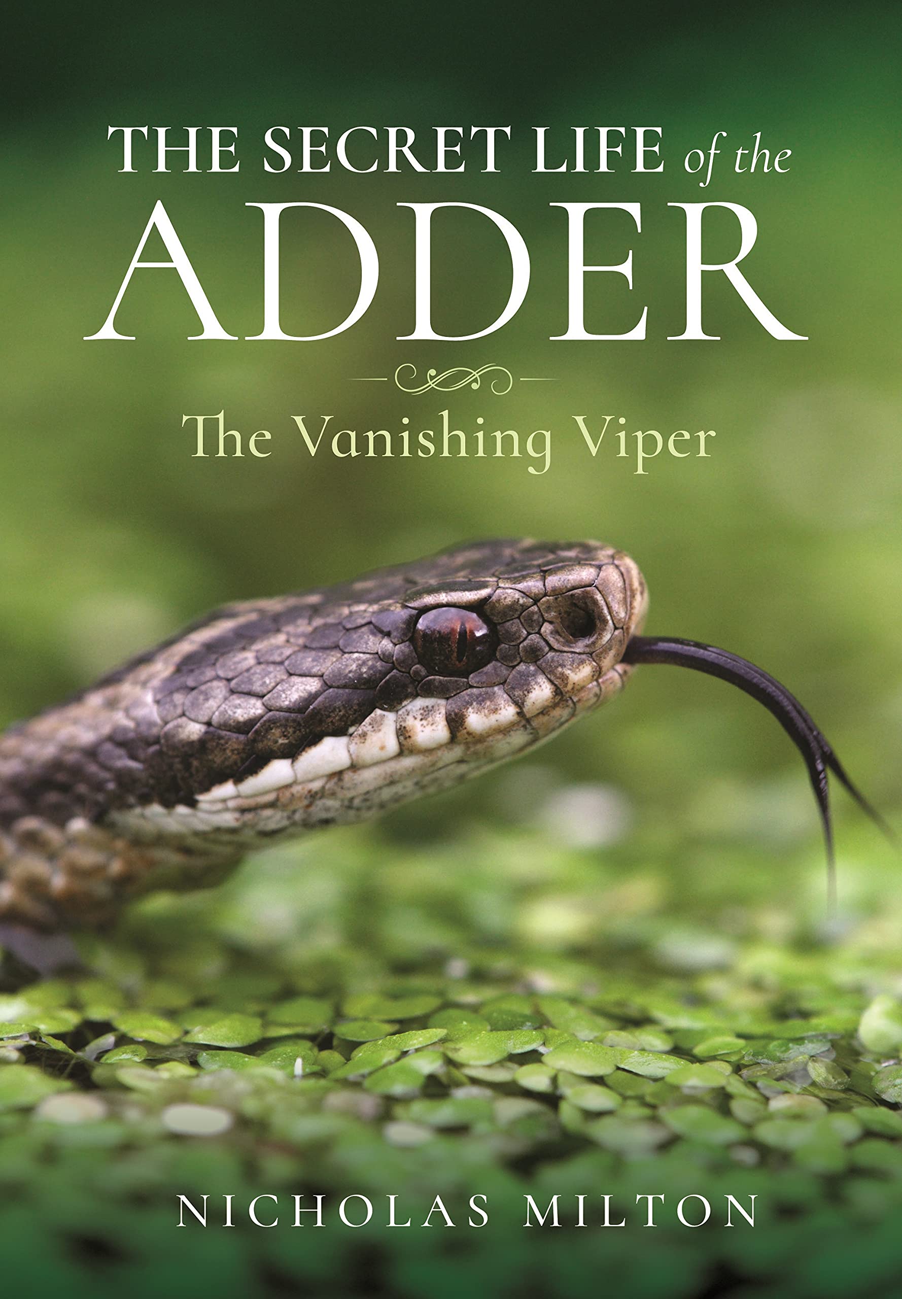 The Secret Life of the Adder: The Vanishing Viper (PDF/EPUB Version)